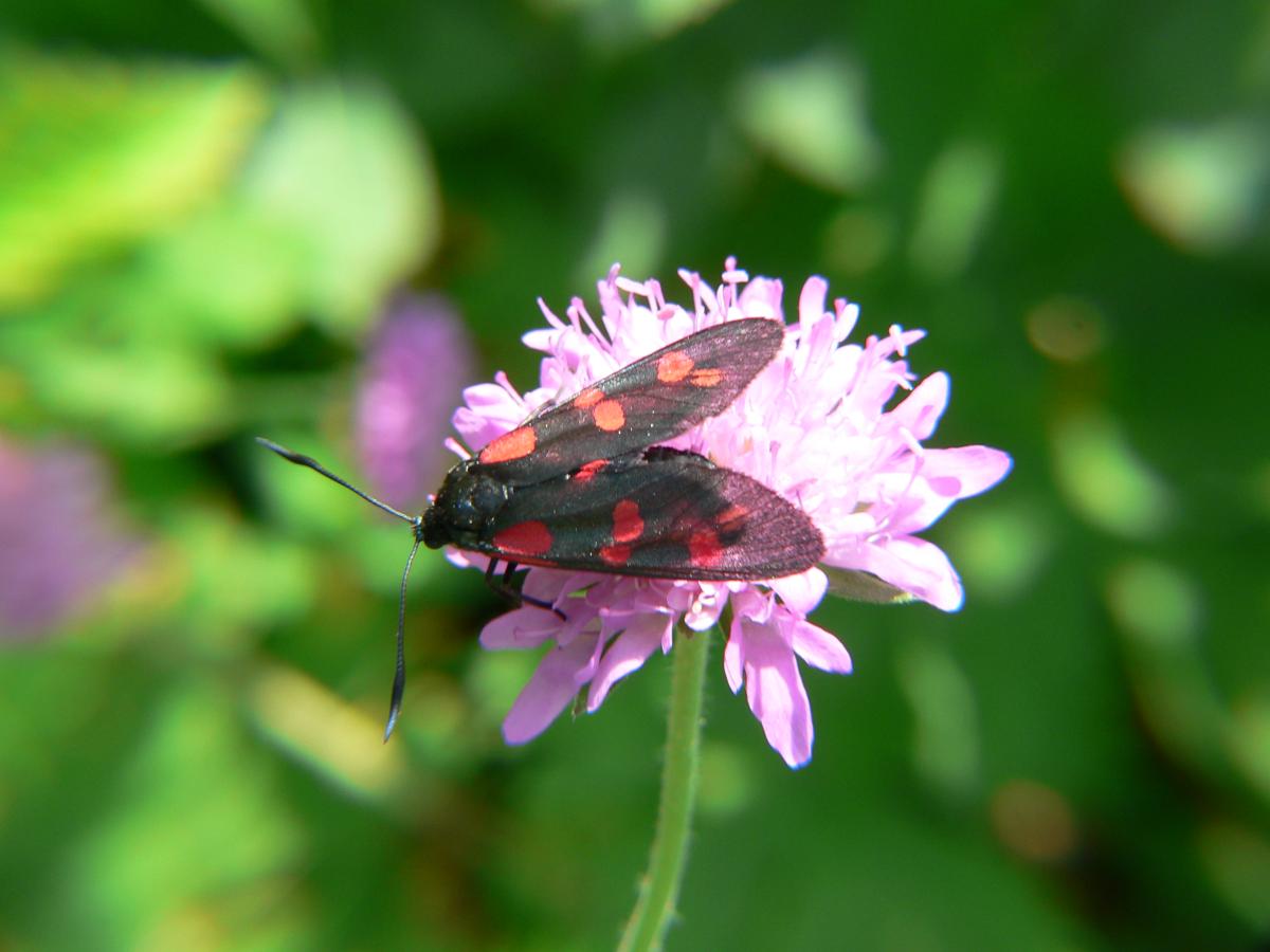 Zygaena filipendulae ?